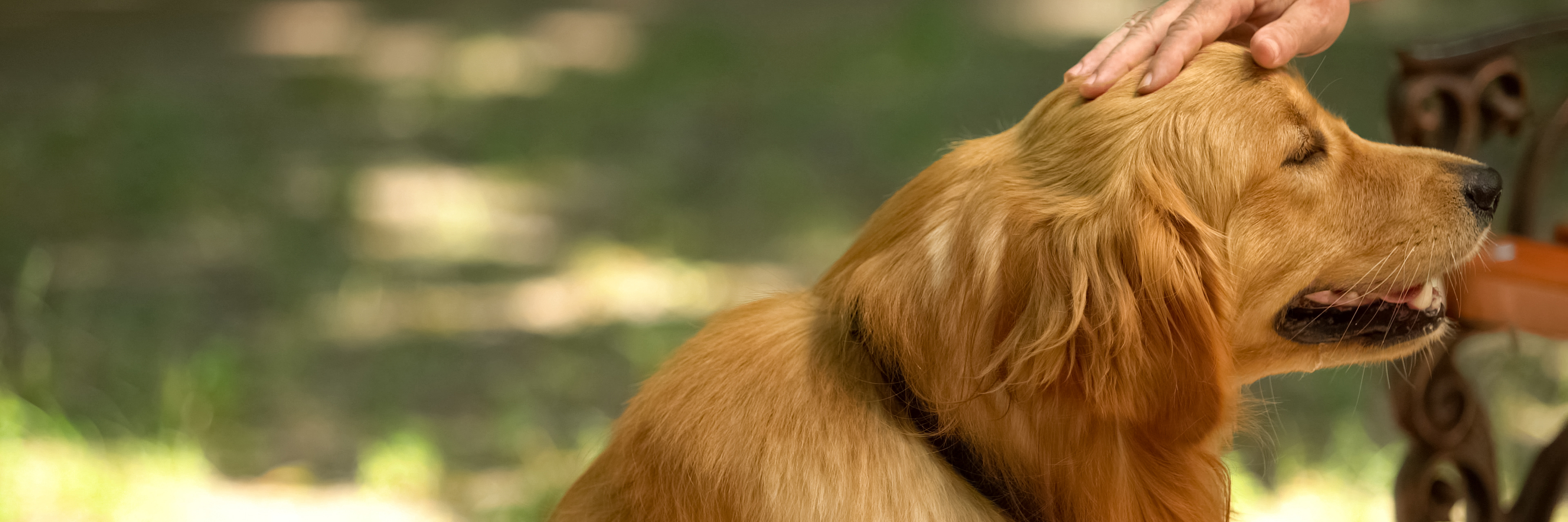 Fraser Blog How do Assistance Dogs Help People? Fraser